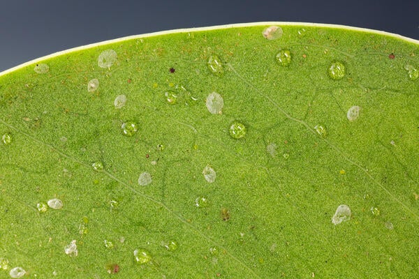 Ficus Whitefly