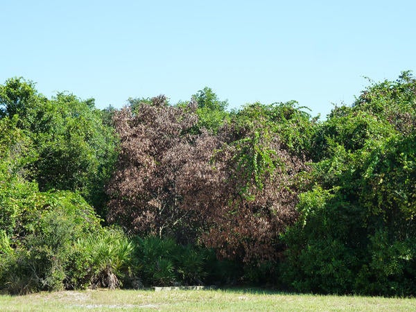 Redbay Ambrosia Beetle and Laurel Wilt