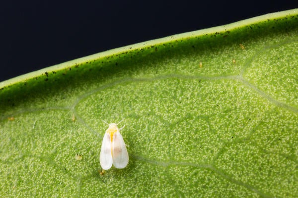 Ficus Whitefly