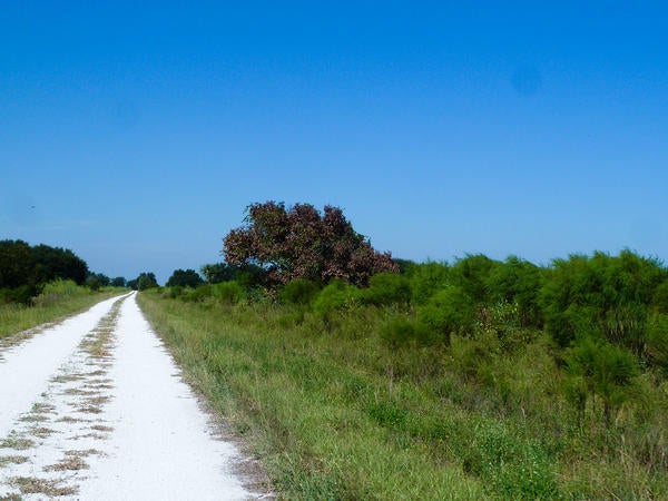 Redbay Ambrosia Beetle and Laurel Wilt