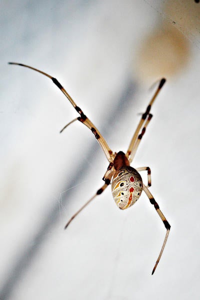Brown Widow Spider