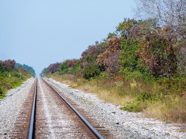 Redbay Ambrosia Beetle and Laurel Wilt