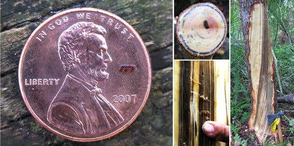 Redbay Ambrosia Beetle and Laurel Wilt