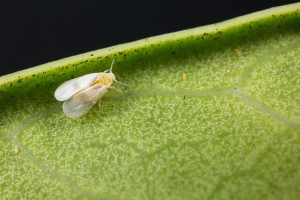 Ficus Whitefly