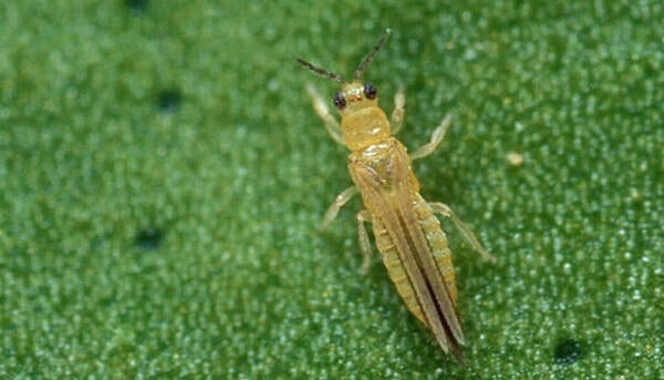 Avocado Thrips