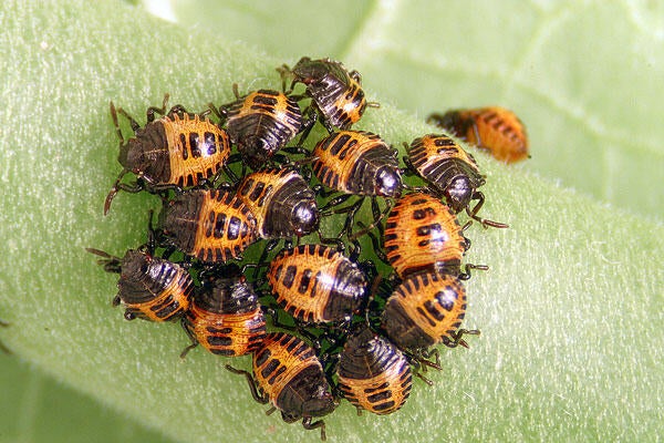 brown marmorated stink bug