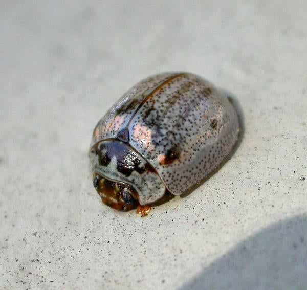 Eucalyptus Leaf Beetle (c) Cindy Calisher