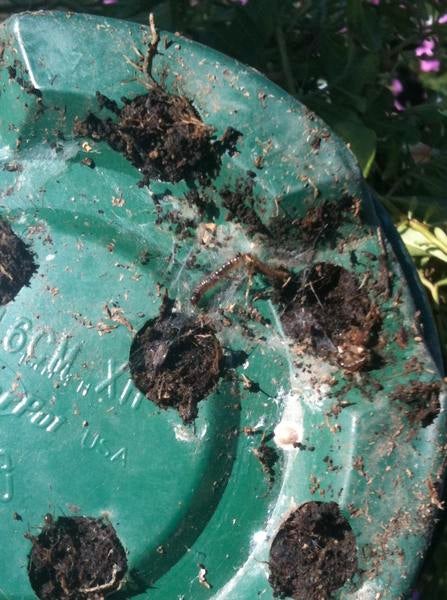 European Pepper Moth