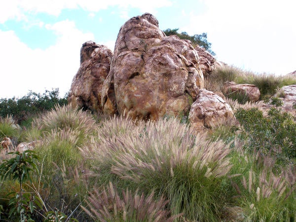 African Fountain Grass (c) Lynn Sweet and Kai Palenscar