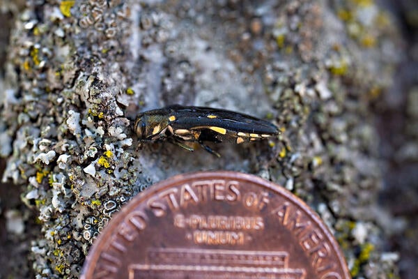 gold spotted oak borer