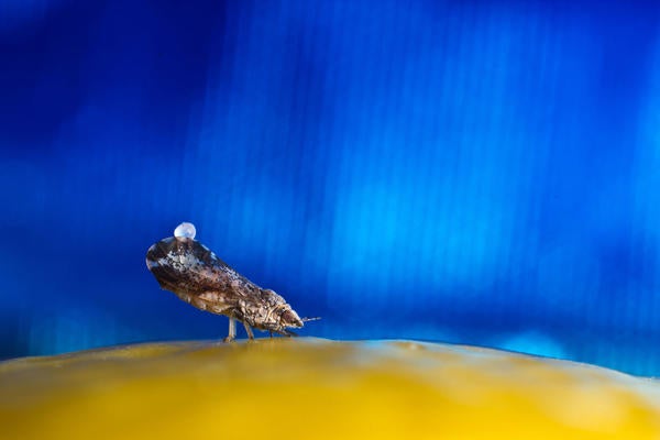 Asian citrus psyllid