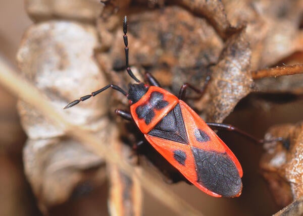 Red Bug