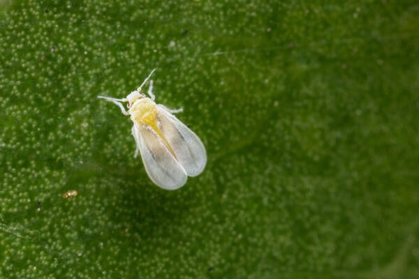 Ficus Whitefly