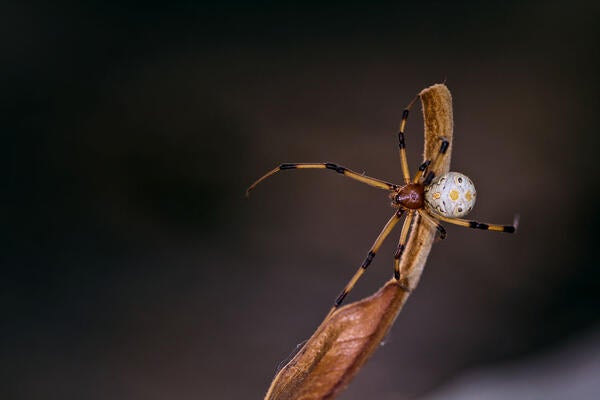 Brown Widow Spider