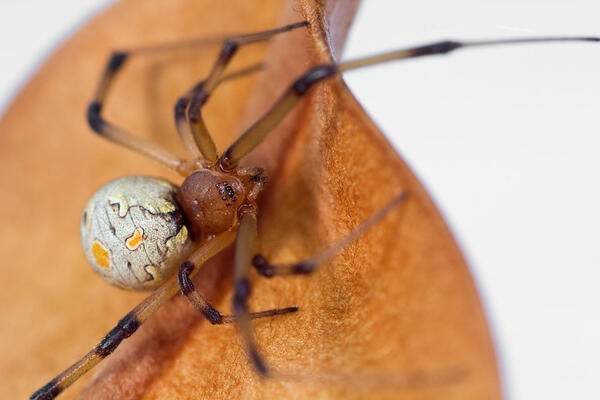 Brown Widow Spider