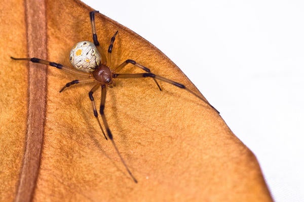 Brown Widow Spider