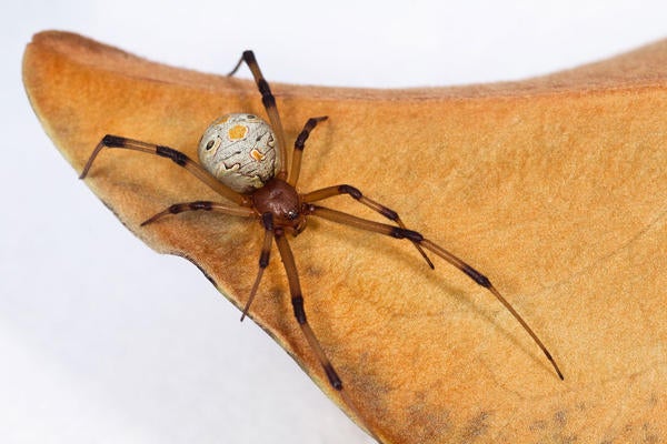 Brown Widow Spider