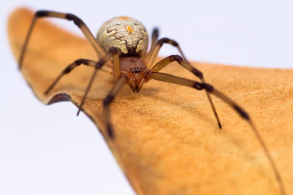 Brown Widow Spider