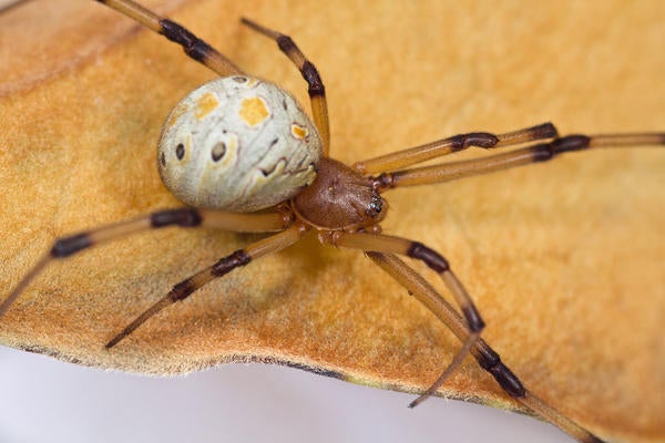 Brown Widow Spider