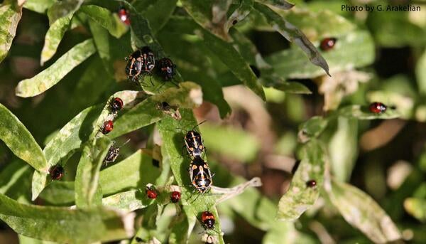 Bagrada Bug