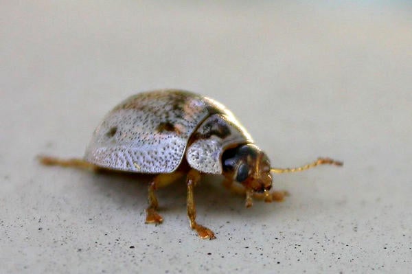 Eucalyptus Leaf Beetle (c) Cindy Calisher