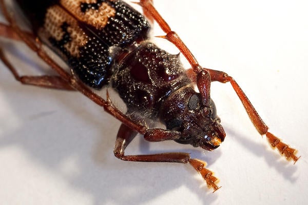 Eucalyptus Longhorned Borer (c) Mike Lewis