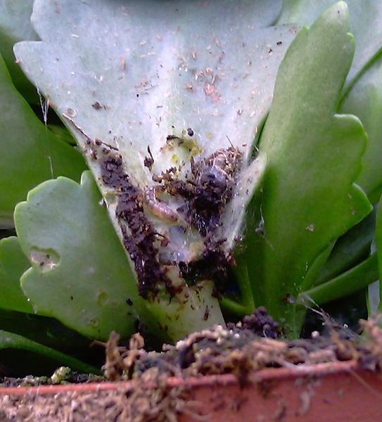 European Pepper Moth