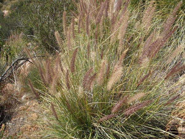 African Fountain Grass (c) Lynn Sweet and Kai Palenscar