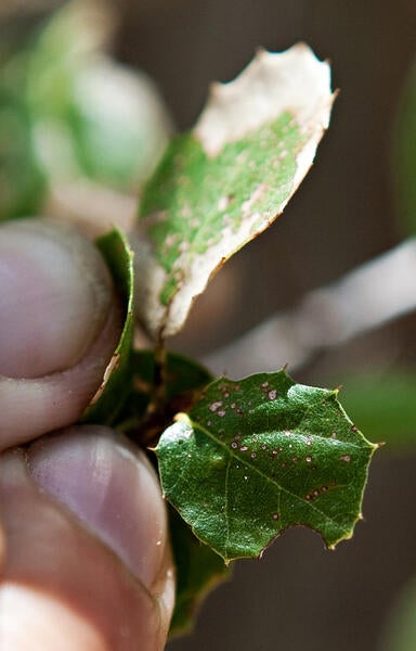 gold spotted oak borer