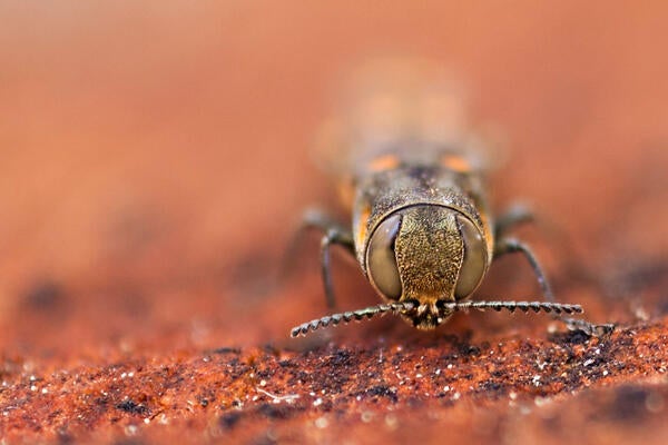 gold spotted oak borer