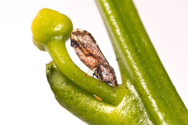 Asian citrus psyllid