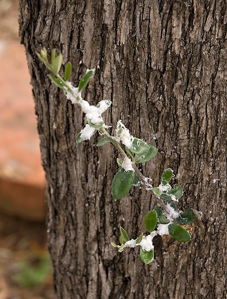 Olive psyllid (c) Marshall Johnson