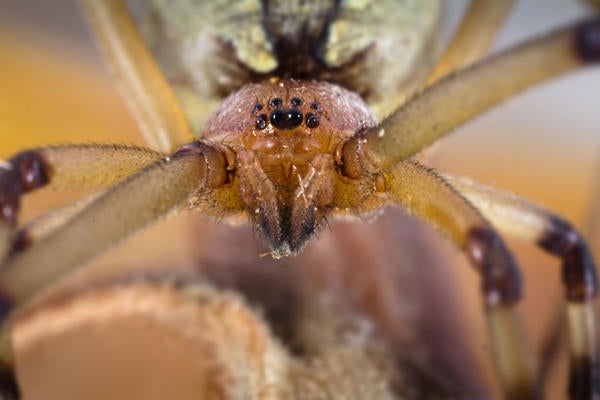 Brown Widow Spider