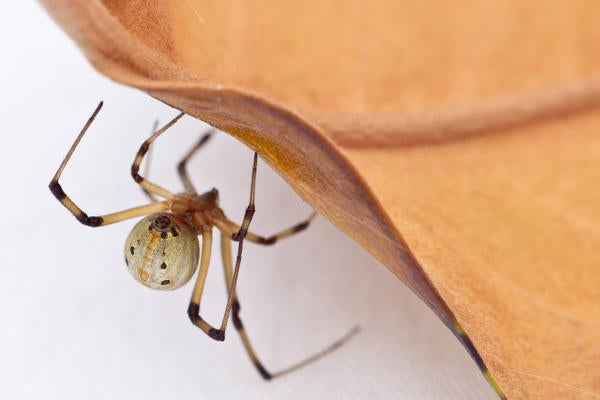 Brown Widow Spider