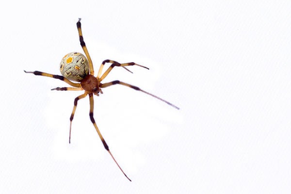 Brown Widow Spider