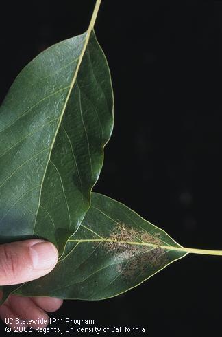 Avocado Thrips