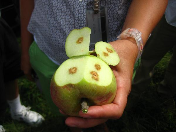 brown marmorated stink bug