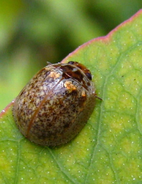 04_eucalyptus_leaf_beetle.jpg | Center for Invasive Species Research