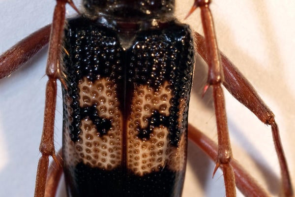 Eucalyptus Longhorned Borer (c) Mike Lewis