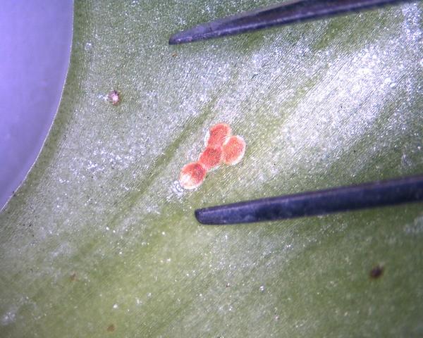 European Pepper Moth