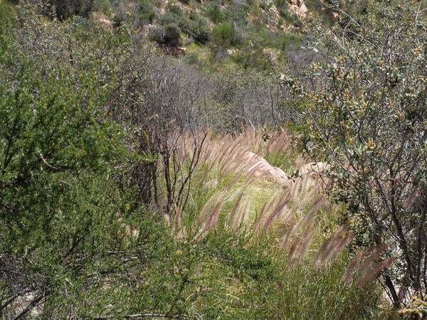African Fountain Grass (c) Lynn Sweet and Kai Palenscar