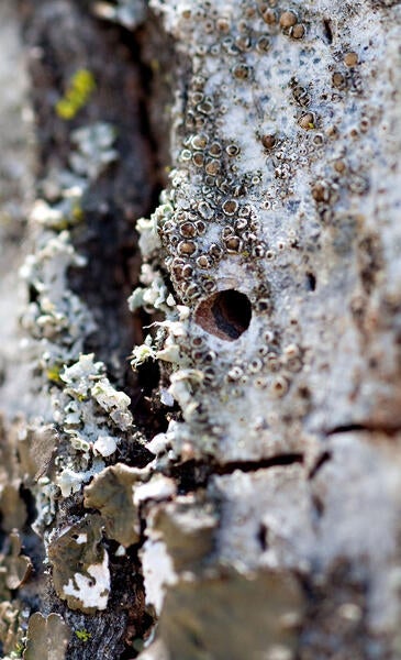 gold spotted oak borer