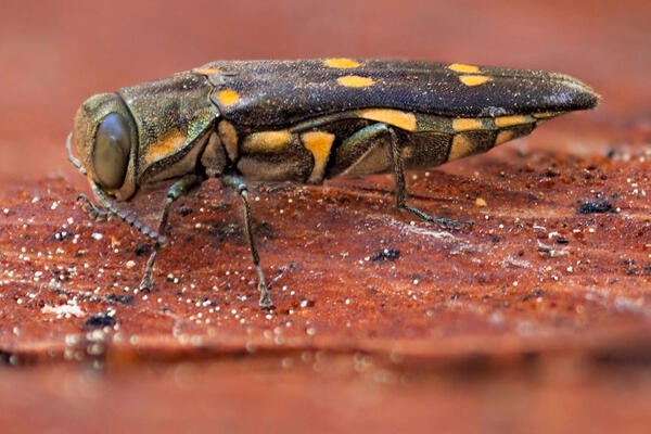 gold spotted oak borer