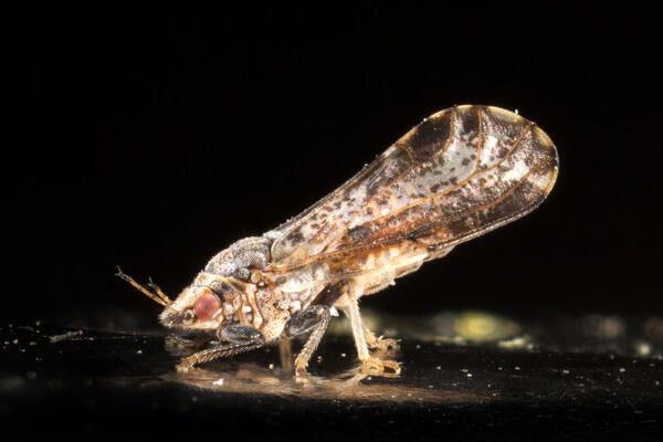 Asian citrus psyllid