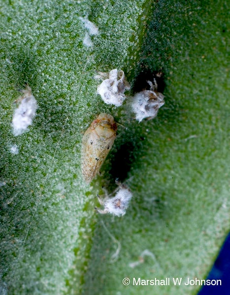 Olive psyllid (c) Marshall Johnson