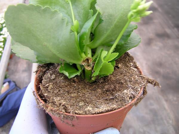 European Pepper Moth