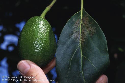 Avocado Thrips