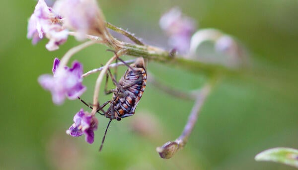 Bagrada Bug