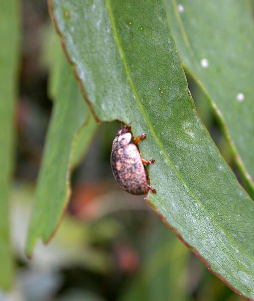 Eucalyptus Leaf Beetle (c) Cindy Calisher