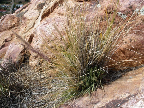 African Fountain Grass (c) Lynn Sweet and Kai Palenscar
